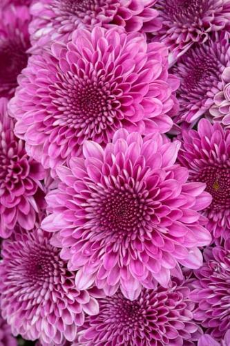 Bloom;Blossom;Blossoms;Chrysanthemum;Close-up;Flower;Floweret;Flowering;Flowers;Healing;Health care;Healthcare;Macro;Magenta;Nature;Oneness;Pastoral;Peaceful;Petal;Pink;Purple;bloom;botanical;bud;calm;flora;floral;restful;serene;soothing;tranquil;zen
