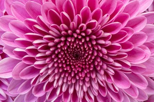 Abstract;Abstraction;Bloom;Blossom;Blossoms;Botanical;Bud;Calm;Chrysanthemum;Close-up;Floral;Floweret;Flowering;Flowers;Healing;Health care;Healthcare;Line;Macro;Nature;Pastoral;Petal;Pink;Shape;bloom;botanicals;flora;floral;flower;magenta;oneness;pattern;peaceful;plants;purple;restful;serene;soothing;tranquil;zen