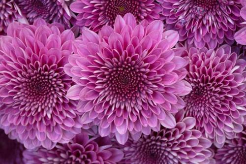 Bloom;Blossom;Blossoms;Chrysanthemum;Close-up;Flower;Floweret;Flowering;Flowers;Healing;Health care;Healthcare;Macro;Magenta;Nature;Oneness;Pastoral;Peaceful;Petal;Pink;Purple;bloom;botanical;bud;calm;flora;floral;restful;serene;soothing;tranquil;zen