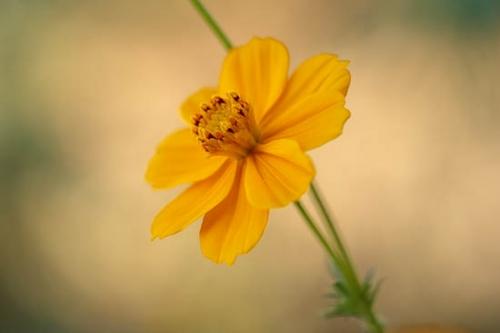 Bloom;Blossom;Blossoms;Close-up;Cosmos;Cosmos Flowers;Flower;Floweret;Flowering;Flowers;Green;Healing;Health care;Healthcare;Nature;Oneness;Orange;Peaceful;Petal;Petals;bloom;botanical;calm;flora;floral;restful;serene;soothing;tranquil;zen