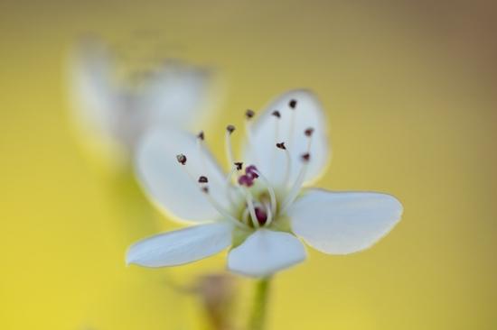 Bloom;Blossom;Blossoms;Botanical;Bradford Pear;Calm;Close-up;Floral;Floweret;Flowering;Flowers;Flowers & Plants;Healing;Health care;Healthcare;Macro;Minimalism;Nature;Pastoral;Petal;Pink;Sunlight;Sunshine;Yellow;bloom;botanicals;flora;floral;flower;green;magenta;oneness;peaceful;plant;plants;restful;serene;soothing;sunlit;tranquil;zen