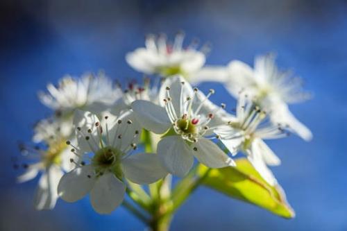 Bloom;Blossom;Blossoms;Bradford Pear;Close-up;Flower;Floweret;Flowering;Flowers;Healing;Health care;Healthcare;Nature;Oneness;Pastoral;Peaceful;Petal;Petals;Plant;Plants;Spring;Springtime;Trees;bloom;botanical;botanicals;calm;flora;floral;restful;serene;soothing;tranquil;zen