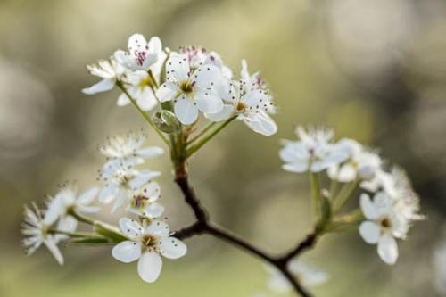 Bloom;Blossom;Blossoms;Bradford Pear;Close-up;Flower;Floweret;Flowering;Flowers;Healing;Health care;Healthcare;Nature;Oneness;Pastoral;Peaceful;Petal;Petals;Plant;Plants;Spring;Springtime;Trees;bloom;botanical;botanicals;calm;flora;floral;restful;serene;soothing;tranquil;zen