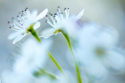 Bloom;Blossom;Blossoms;Bradford Pear;Close-up;Flower;Floweret;Flowering;Flowers;Healing;Health care;Healthcare;Nature;Oneness;Pastoral;Peaceful;Petal;Petals;Plant;Plants;Spring;Springtime;Trees;bloom;botanical;botanicals;calm;flora;floral;restful;serene;soothing;tranquil;zen