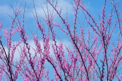 Bloom;Blossom;Blossoms;Blue;Branches;Clouds;Flower;Floweret;Flowering;Flowers;Green;Healing;Health care;Healthcare;Magenta;Oneness;Peaceful;Petal;Pink;Plant;Plants;Red Bud;Sky;Tree;bloom;botanical;botanicals;bud;calm;flora;floral;limbs;restful;serene;soothing;tranquil;tree limbs;vegetation;zen