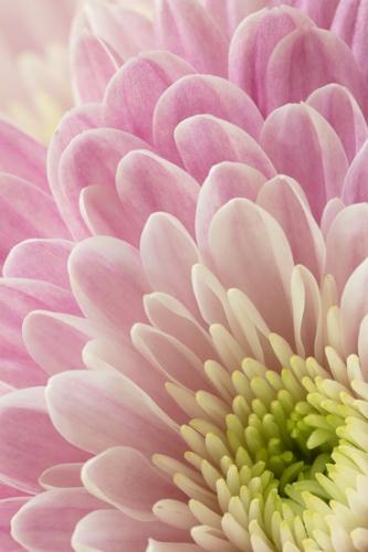 Bloom;Blossom;Blossoms;Botanical;Calm;Chrysanthemum;Close-up;Floweret;Flowering;Flowers;Flowers & Plants;Healing;Health care;Healthcare;Macro;Nature;Pastoral;Petal;Petals;Pink;Stamen;Yellow;bloom;botanicals;flora;floral;flower;green;leaves;magenta;oneness;peaceful;plant;restful;serene;soothing;tranquil;zen