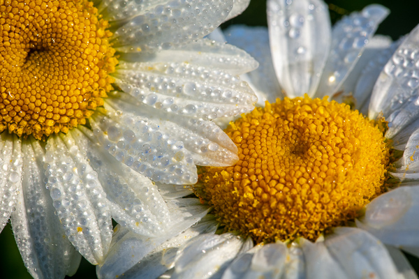 Bloom;Blossom;Blossoms;Calm;Close-up;Daisies;Dew;Droplets;Drops;Flora;Floral;Floweret;Flowering;Flowers;Flowers & Plants;Gold;Healing;Health care;Healthcare;Nature;Pastoral;Petal;Sunlight;Water;Water Drops;Yellow;bloom;daisy;dew drops;dewy;drop;flora;floral;flower;green;oneness;orange;peaceful;plants;restful;serene;soothing;sunlit;tranquil;zen