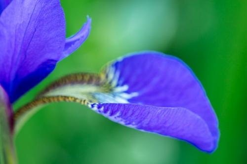 Abstract;Abstraction;Bloom;Blossom;Blossoms;Botanical;Calm;Close-up;Floral;Floret;Floweret;Flowering;Flowers;Flowers & Plants;Healing;Health care;Healthcare;Macro;Nature;Pastoral;Petal;Petals;Shape;Stamen;Yellow;bloom;blue;botanicals;flora;floral;flower;grass;green;iris;lavendar;leaves;oneness;orange;pattern;peaceful;plant;plants;purple;restful;serene;soothing;texture;tranquil;vegetation;zen