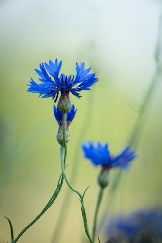 Bloom;Blossom;Blossoms;Botanical;Calm;Close-up;Floweret;Flowering;Flowers;Flowers & Plants;Healing;Health care;Healthcare;Macro;Nature;Pastoral;Petal;bloom;blue;botanicals;cornflower;flora;floral;flower;green;oneness;peaceful;plant;restful;serene;soothing;tranquil;zen