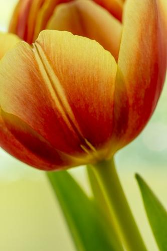 Abstract;Bloom;Blossom;Blossoms;Bud;Calm;Close-up;Floral;Floweret;Flowering;Flowers;Flowers & Plants;Healing;Health care;Healthcare;Macro;Minimalism;Nature;Pastoral;Petal;Yellow;bloom;flora;floral;flower;green;oneness;orange;peaceful;red;restful;serene;soothing;tranquil;tulip;zen