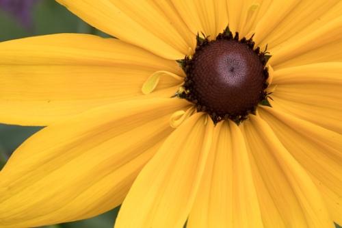 Black-eyed Susan;Bloom;Blossom;Blossoms;Botanical;Brown;Calm;Close-up;Floral;Floweret;Flowering;Flowers;Flowers & Plants;Healing;Health care;Healthcare;Macro;Minimalism;Nature;Pastoral;Petal;Petals;Stock categories;Yellow;bloom;botanicals;flora;floral;flower;green;oneness;peaceful;plant;plants;radiating;restful;serene;soothing;tranquil;wildflower;zen