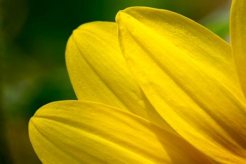 Abstract;Abstraction;Bloom;Blossom;Blossoms;Botanical;Calm;Floral;Floweret;Flowering;Flowers;Flowers & Plants;Gold;Healing;Health care;Healthcare;Leaf;Line;Nature;Pastoral;Petal;Seasons;Shape;Summer;Summertime;Sunflower;Sunflowers;Yellow;bloom;botanicals;flora;floral;flower;green;oneness;pattern;peaceful;plant;plants;restful;serene;soothing;tranquil;zen