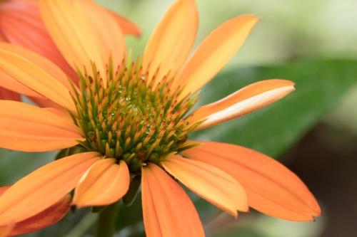 Bloom;Blossom;Blossoms;Botanical;Bud;Calm;Close-up;Floral;Floweret;Flowering;Flowers;Flowers & Plants;Healing;Health care;Healthcare;Macro;Minimalism;Nature;Pastoral;Petal;bloom;botanicals;coneflower;flora;floral;flower;green;oneness;orange;peaceful;plant;restful;serene;soothing;tranquil;wildflower;zen