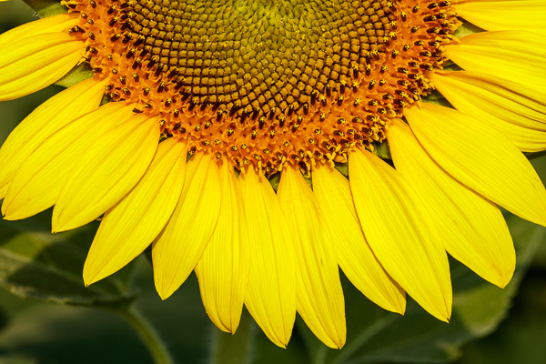 Abstract;Abstraction;Bloom;Blossom;Blossoms;Botanical;Brown;Calm;Close-up;Concepts;Cool Colors;Cool Palette;Cool Tones;Flora;Floral;Flower;Floweret;Flowering;Flowers;Flowers & Plants;Gold;Green;Greens;Healing;Health care;Healthcare;Line;Minimalism;Oneness;Pastoral;Petal;Sunflower;Sunlight;Warm Colors;Warm Palette;Warm Tones;Yellow;bloom;color;flora;floral;flower;green;pattern;peaceful;plants;restful;serene;soothing;sunlit;texture;tranquil;yellow;zen