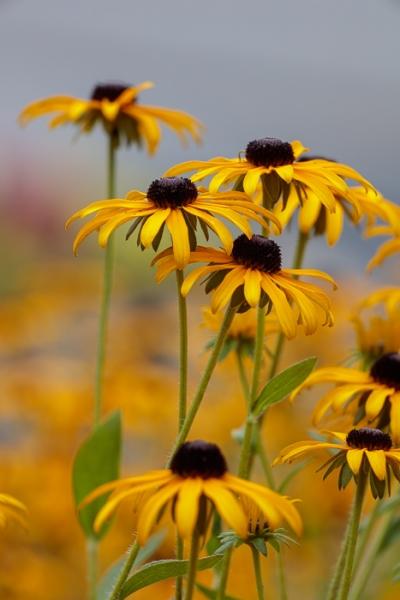 Black-eyed Susan;Bloom;Blossom;Blossoms;Botanical;Botanicals;Brown;Bud;Calm;Close-up;Concepts;Flora;Floral;Flower;Floweret;Flowering;Flowers;Flowers & Plants;Gold;Healing;Health care;Healthcare;Macro;Minimalism;Nature;Oneness;Pastoral;Petal;Plant;Sunlight;Sunshine;Wildflower;Yellow;bloom;color;flora;floral;flower;green;oneness;peaceful;plants;restful;serene;soothing;tranquil;wildflower