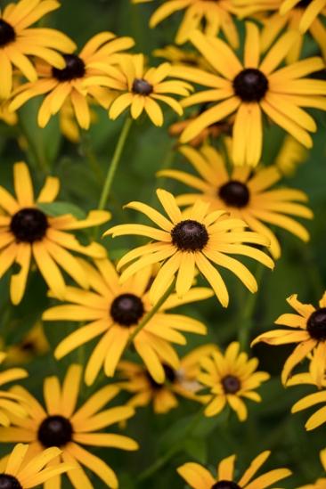 Black-eyed Susan;Bloom;Blossom;Blossoms;Botanical;Brown;Bud;Calm;Close-up;Floral;Floweret;Flowering;Flowers;Flowers & Plants;Gold;Healing;Health care;Healthcare;Leaf;Macro;Nature;Pastoral;Petal;Yellow;bloom;botanicals;flora;floral;flower;green;leaves;oneness;peaceful;plant;plants;restful;serene;soothing;tranquil;wildflower