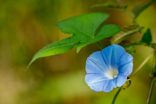 Bloom;Blossom;Blossoms;Blue;Blues;Botanical;Calm;Close-up;Cool Colors;Cool Palette;Cool Tones;Floral;Floweret;Flowering;Flowers;Flowers & Plants;Healing;Health care;Healthcare;Leaf;Macro;Nature;Pastoral;Petal;Sunlight;Sunshine;bloom;blue;botanicals;color;flora;floral;flower;green;leaves;oneness;peaceful;plant;plants;restful;serene;soothing;sunlit;tranquil;wildflower;zen