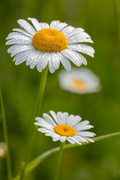 Bloom;Blossom;Blossoms;Botanical;Break of Day;Calm;Close-up;Concepts;Cool Colors;Cool Palette;Cool Tones;Daisies;Dew;Droplets;Drops;First Light;Flora;Floral;Floweret;Flowering;Flowers;Flowers & Plants;Green;Greens;Healing;Health care;Healthcare;Macro;Minimalism;Nature;Oneness;Pastoral;Petal;Sun-up;Sunlight;Sunshine;Water;Water Drops;Wildflower;Yellow;bloom;color;daisy;dawn;daybreak;dew drops;dewdrop;dewy;drop;flora;floral;flower;green;morn;morning;peaceful;plants;restful;serene;soothing;sunlit;sunrise;sunup;tranquil;wildflower;zen