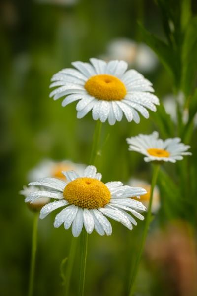 Bloom;Blossom;Blossoms;Botanical;Break of Day;Calm;Close-up;Concepts;Cool Colors;Cool Palette;Cool Tones;Daisies;Dew;Droplets;Drops;First Light;Flora;Floral;Floweret;Flowering;Flowers;Flowers & Plants;Green;Greens;Healing;Health care;Healthcare;Macro;Minimalism;Nature;Oneness;Pastoral;Petal;Sun-up;Sunlight;Sunshine;Water;Water Drops;Wildflower;Yellow;bloom;color;daisy;dawn;daybreak;dew drops;dewdrop;dewy;drop;flora;floral;flower;green;morn;morning;peaceful;plants;restful;serene;soothing;sunlit;sunrise;sunup;tranquil;wildflower;zen