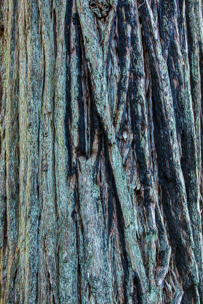 Abstract;Abstraction;Aqua;Blue;Calm;Close-up;Forest;Forested;Line;Nature;Pastoral;Redwood;Shape;Tan;Timber;Timberland;Tree;Wabi Sabi;Wood;Woodland;Woods;bark;green;oneness;pattern;peaceful;restful;serene;soothing;texture;tranquil;tree trunk;trees;trunk;zen