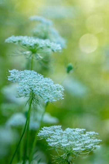 Bloom;Blossom;Blossoms;Botanical;Calm;Close-up;Floral;Floweret;Flowering;Flowers;Flowers & Plants;Healing;Health care;Healthcare;Macro;Nature;Pastoral;Petal;Queen Anne's Lace;Sunlight;Yellow;bloom;botanicals;flora;floral;flower;green;oneness;peaceful;plant;plants;restful;serene;soothing;sunlit;tranquil;zen