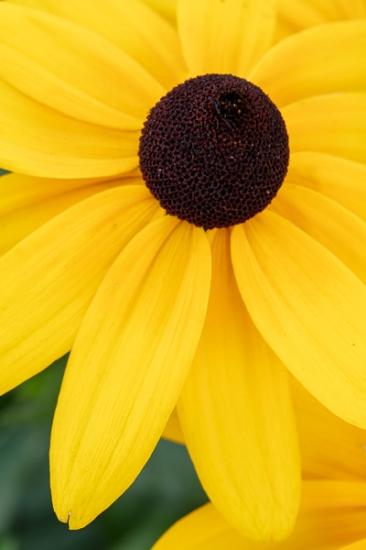 Abstract;Abstraction;Black-eyed Susan;Bloom;Blossom;Blossoms;Botanical;Brown;Calm;Close-up;Floral;Floweret;Flowering;Flowers;Flowers & Plants;Gold;Healing;Health care;Healthcare;Line;Macro;Nature;Petal;Shape;Yellow;bloom;flora;floral;flower;green;oneness;pattern;peaceful;plant;plants;restful;serene;soothing;texture;tranquil;vegetation;zen
