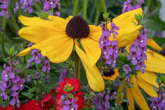 Black-eyed Susan;Bloom;Blossom;Blossoms;Botanical;Brown;Calm;Close-up;Floral;Floweret;Flowering;Flowers;Flowers & Plants;Gold;Healing;Health care;Healthcare;Macro;Nature;Petal;Yellow;bloom;flora;floral;flower;green;oneness;peaceful;plant;plants;purple;red;restful;serene;soothing;tranquil;vegetation;zen