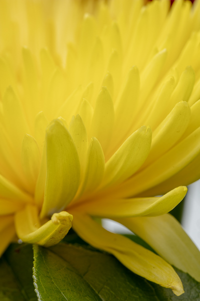Abstract;Bloom;Blossom;Blossoms;Botanical;Calm;Chrysanthemum;Close-up;Floral;Floweret;Flowering;Flowers;Flowers & Plants;Healing;Health care;Healthcare;Macro;Minimalism;Nature;Pastoral;Petal;Yellow;bloom;botanicals;flora;floral;flower;green;oneness;peaceful;plant;restful;serene;soothing;tranquil;zen