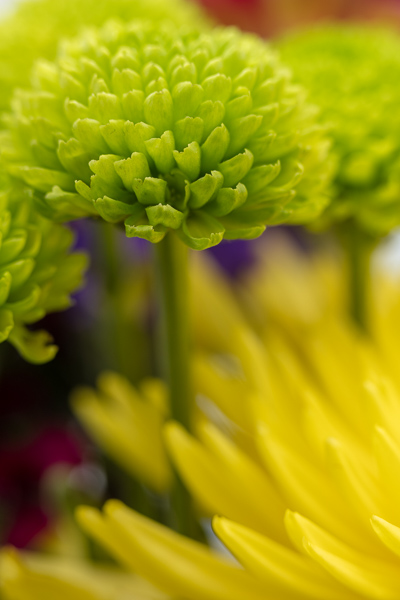 Bloom;Blossom;Blossoms;Botanical;Calm;Chrysanthemum;Close-up;Floral;Floweret;Flowering;Flowers;Healing;Health care;Healthcare;Macro;Nature;Pastoral;Petal;Plant;Wabi Sabi;Yellow;bloom;botanicals;flora;floral;flower;green;oneness;peaceful;plant;plants;restful;serene;soothing;tranquil;zen