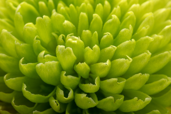 Bloom;Blossom;Blossoms;Botanical;Calm;Chrysanthemum;Close-up;Floweret;Flowering;Flowers;Healing;Health care;Healthcare;Petal;bloom;botanicals;flora;floral;flower;peaceful;plant;restful;serene;soothing;tranquil