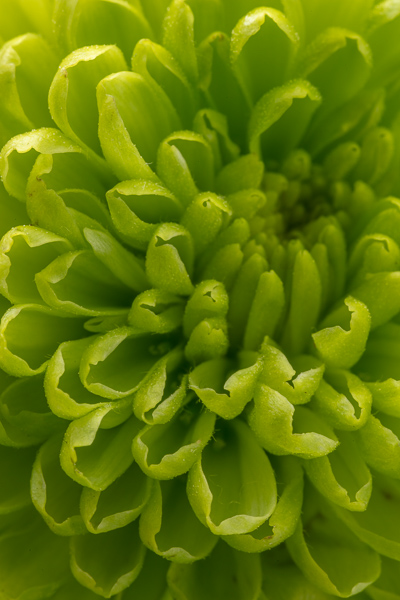 Bloom;Blossom;Blossoms;Botanical;Calm;Chrysanthemum;Close-up;Floweret;Flowering;Flowers;Healing;Health care;Healthcare;Petal;bloom;botanicals;flora;floral;flower;peaceful;plant;restful;serene;soothing;tranquil