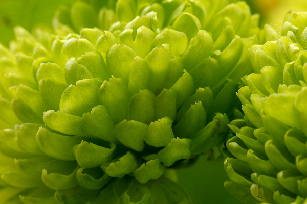 Bloom;Blossom;Blossoms;Botanical;Calm;Chrysanthemum;Close-up;Floweret;Flowering;Flowers;Healing;Health care;Healthcare;Petal;bloom;botanicals;flora;floral;flower;peaceful;plant;restful;serene;soothing;tranquil