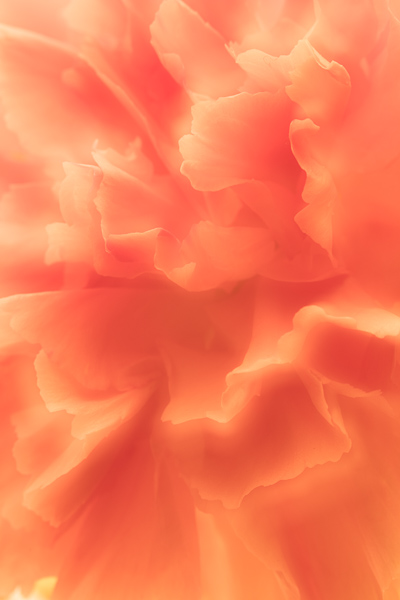 Bloom;Blossom;Blossoms;Botanical;Calm;Close-up;Floral;Floweret;Flowering;Flowers;Flowers & Plants;Healing;Health care;Healthcare;Macro;Nature;Petal;bloom;botanicals;flora;floral;flower;orange;peaceful;plant;restful;serene;soothing;tranquil