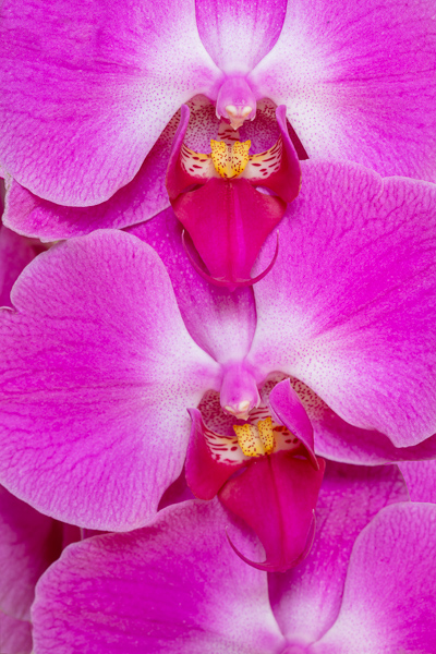 Bloom;Blossom;Blossoms;Botanical;Bud;Calm;Close-up;Floral;Floweret;Flowering;Flowers;Flowers & Plants;Healing;Health care;Healthcare;Macro;Minimalism;Nature;Orchid;Pastoral;Petal;Pink;bloom;botanicals;flora;floral;flower;magenta;oneness;peaceful;purple;restful;serene;soothing;tranquil;zen