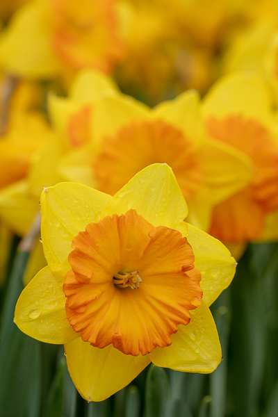 Bloom;Blossom;Blossoms;Botanical;Calm;Close-up;Daffodil;Daffodils;Dew;Droplets;Drops;Flora;Floral;Floret;Floweret;Flowering;Flowers;Flowers & Plants;Healing;Health care;Healthcare;Macro;Nature;Pastoral;Petal;Petals;Shrub;Stamen;Water;Water Drops;Yellow;bloom;botanicals;dew drops;dewy;drop;flora;floral;flower;green;greenery;oneness;orange;peaceful;plants;restful;serene;soothing;tranquil;vegetation;zen