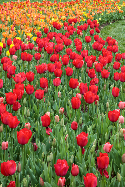 Bloom;Blossom;Blossoms;Botanical;Calm;Flora;Floral;Floweret;Flowering;Flowers;Flowers & Plants;Gold;Healing;Health care;Healthcare;Nature;Pastoral;Petal;Pink;Seasons;Spring;Springtime;Yellow;bloom;botanicals;flora;floral;flower;green;landscape;leaves;oneness;orange;peaceful;plants;red;restful;serene;soothing;tranquil;tulip;zen