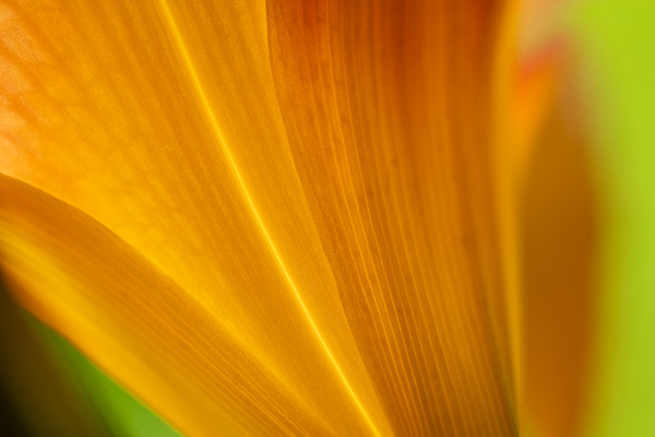 Abstract;Abstraction;Bloom;Blossom;Blossoms;Botanical;Calm;Close-up;Day Lily;Daylily;Flora;Floral;Floweret;Flowering;Flowers;Flowers & Plants;Healing;Health care;Healthcare;Line;Macro;Minimalism;Nature;Pastoral;Petals;Plant;Shape;Yellow;bloom;botanicals;flora;floral;flower;green;oneness;orange;pattern;peaceful;plants;restful;serene;soothing;tranquil;zen
