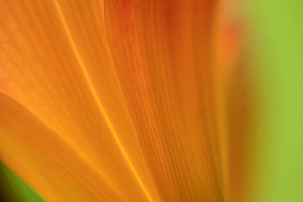 Abstract;Abstraction;Bloom;Blossom;Blossoms;Botanical;Calm;Close-up;Day Lily;Daylily;Flora;Floral;Floweret;Flowering;Flowers;Flowers & Plants;Healing;Health care;Healthcare;Line;Macro;Minimalism;Nature;Pastoral;Plant;Shape;bloom;botanicals;flora;floral;flower;green;oneness;orange;pattern;peaceful;plants;restful;serene;soothing;tranquil;zen