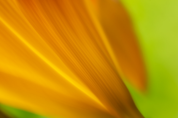 Abstract;Abstraction;Bloom;Blossom;Blossoms;Botanical;Calm;Close-up;Day Lily;Daylily;Flora;Floral;Floweret;Flowering;Flowers;Flowers & Plants;Healing;Health care;Healthcare;Line;Macro;Minimalism;Nature;Pastoral;Plant;Shape;Yellow;bloom;botanicals;flora;floral;flower;green;oneness;orange;pattern;peaceful;plants;restful;serene;soothing;tranquil;zen