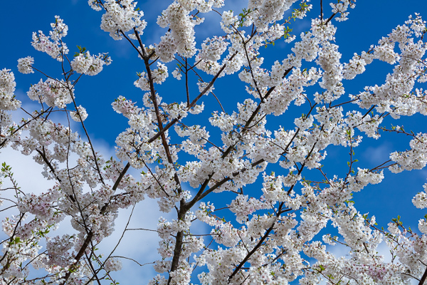 Abstract;Abstraction;Bloom;Blossom;Blossoms;Blue;Branches;Calm;Cherry Blossom;Cherry Tree;Cloud;Cloud Formation;Clouds;Cloudy;Flora;Floral;Floweret;Flowering;Flowers;Flowers & Plants;Healing;Health care;Healthcare;Nature;Pastoral;Petal;Seasons;Spring;Springtime;Tree;bloom;flora;floral;flower;limbs;oneness;peaceful;plants;restful;serene;sky;soothing;tranquil;zen