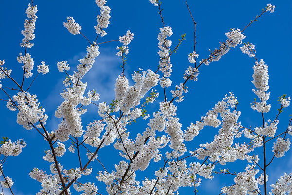 Abstract;Abstraction;Bloom;Blossom;Blossoms;Blue;Branches;Calm;Cherry Blossom;Cherry Tree;Cloud;Cloud Formation;Clouds;Cloudy;Flora;Floral;Floweret;Flowering;Flowers;Flowers & Plants;Healing;Health care;Healthcare;Nature;Pastoral;Petal;Seasons;Spring;Springtime;Tree;bloom;flora;floral;flower;limbs;oneness;peaceful;plants;restful;serene;sky;soothing;tranquil;zen