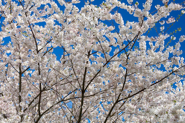 Abstract;Abstraction;Bloom;Blossom;Blossoms;Blue;Branches;Calm;Cherry Blossom;Cherry Tree;Flora;Floral;Floweret;Flowering;Flowers;Flowers & Plants;Healing;Health care;Healthcare;Nature;Pastoral;Petal;Seasons;Spring;Springtime;Tree;bloom;flora;floral;flower;limbs;oneness;peaceful;plants;restful;serene;sky;soothing;tranquil;zen