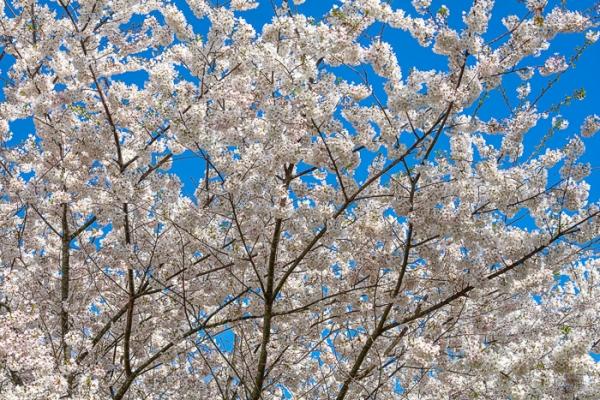 Bloom;Blossom;Blue;Branches;Calm;Cherry Blossom;Cherry Tree;Concepts;Flora;Floral;Flower;Flowers;Healing;Health care;Healthcare;Looking up;Nature;Oneness;Pastoral;Petal;Pink;Seasons;Spring;Springtime;Sunlight;Sunshine;Tree;color;limbs;oriental;peaceful;plants;restful;serene;sky;soothing;sunlit;tranquil;tree;tree limbs;zen