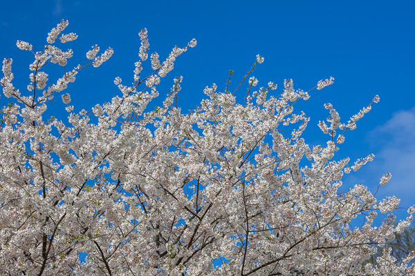 Bloom;Blossom;Blossoms;Blue;Branches;Bud;Calm;Cherry Blossom;Cherry Tree;Cloud;Concepts;Flora;Flower;Floweret;Flowering;Flowers;Flowers & Plants;Healing;Health care;Healthcare;Looking up;Minimalism;Nature;Oneness;Pastoral;Petal;Seasons;Spring;Springtime;Tree;bloom;flora;floral;flower;limbs;peaceful;plants;restful;serene;sky;soothing;tranquil;tree;tree limbs;trees;zen