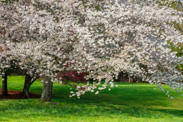 Bloom;Blossom;Blossoms;Branches;Calm;Cherry Blossom;Cherry Tree;Flora;Floral;Floweret;Flowering;Flowers;Flowers & Plants;Healing;Health care;Healthcare;Nature;Pastoral;Petal;Seasons;Spring;Springtime;Tree;bloom;flora;floral;flower;green;limbs;oneness;peaceful;plants;restful;serene;soothing;tranquil;zen