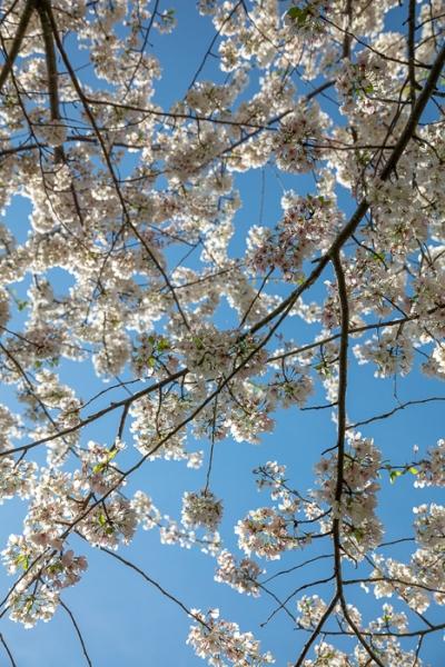 Bloom;Blossom;Blue;Branches;Calm;Cherry Blossom;Cherry Tree;Concepts;Flora;Floral;Flower;Flowers;Healing;Health care;Healthcare;Looking up;Nature;Oneness;Pastoral;Petal;Pink;Seasons;Spring;Springtime;Sunlight;Sunshine;Tree;color;limbs;oriental;peaceful;plants;restful;serene;sky;soothing;sunlit;tranquil;tree;tree limbs;zen