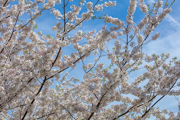 Bloom;Blossom;Blossoms;Blue;Branches;Bud;Calm;Cherry Blossom;Cherry Tree;Cloud;Concepts;Flora;Flower;Floweret;Flowering;Flowers;Flowers & Plants;Healing;Health care;Healthcare;Looking up;Minimalism;Nature;Oneness;Pastoral;Petal;Seasons;Spring;Springtime;Tree;bloom;flora;floral;flower;limbs;peaceful;plants;restful;serene;sky;soothing;tranquil;tree;tree limbs;trees;zen