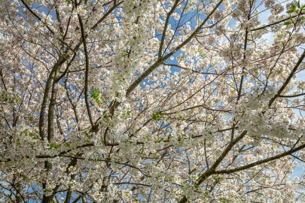 Bloom;Blossom;Blue;Branches;Calm;Cherry Blossom;Cherry Tree;Concepts;Flora;Floral;Flower;Flowers;Healing;Health care;Healthcare;Looking up;Nature;Oneness;Pastoral;Petal;Pink;Seasons;Spring;Springtime;Sunlight;Sunshine;Tree;color;limbs;oriental;peaceful;plants;restful;serene;sky;soothing;sunlit;tranquil;tree;tree limbs;zen