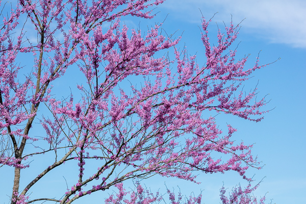Bloom;Blossom;Blossoms;Blue;Branches;Bud;Calm;Cloud;Concepts;Flora;Flower;Floweret;Flowering;Flowers;Flowers & Plants;Healing;Health care;Healthcare;Looking up;Minimalism;Nature;Oneness;Pastoral;Petal;Pink;Red Bud;Redbud;Seasons;Spring;Springtime;Tree;bloom;flora;floral;flower;limbs;magenta;peaceful;plants;restful;serene;sky;soothing;tranquil;tree;tree limbs;trees;zen