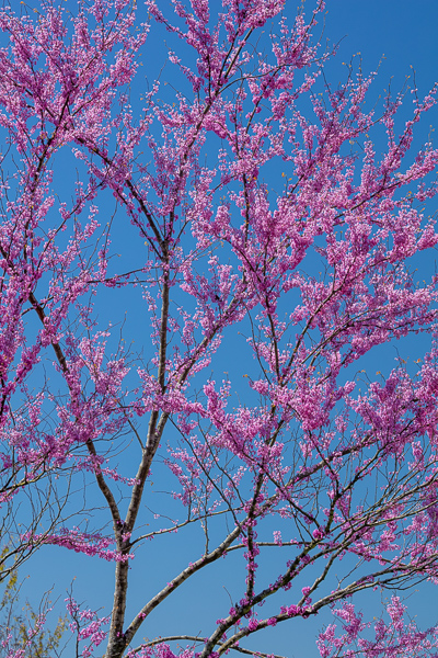 Bloom;Blossom;Blossoms;Blue;Branches;Bud;Calm;Concepts;Flora;Flower;Floweret;Flowering;Flowers;Flowers & Plants;Healing;Health care;Healthcare;Looking up;Minimalism;Nature;Oneness;Pastoral;Petal;Pink;Red Bud;Redbud;Seasons;Spring;Springtime;Tree;bloom;flora;floral;flower;limbs;magenta;peaceful;plants;restful;serene;sky;soothing;tranquil;tree;tree limbs;trees;zen